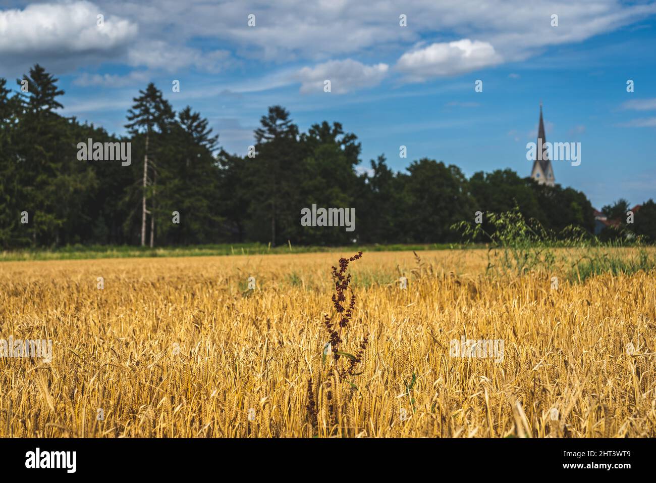 Green Tree Chain Scenic view of a wheat field against a green tree chain on a sunny day ...