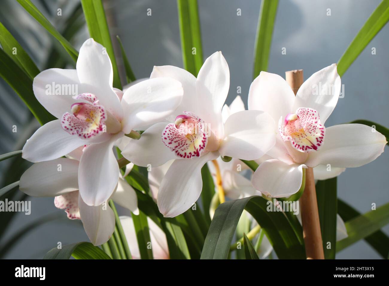 White Orchid cimbidim Stock Photo