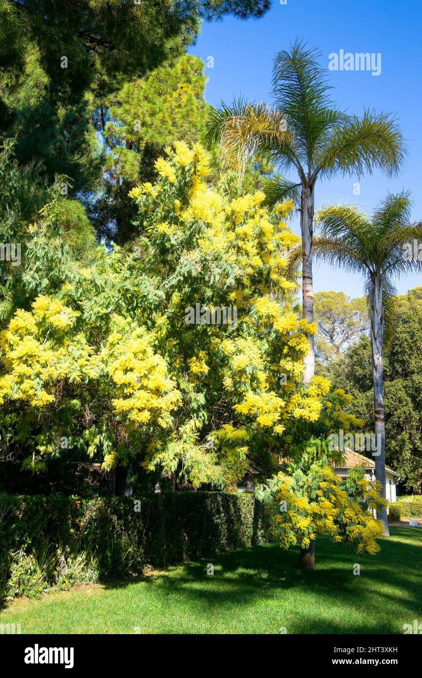 Mimosa (Acacia dealbata) in bloom, and Syagrus palm trees in the south of France Stock Photo