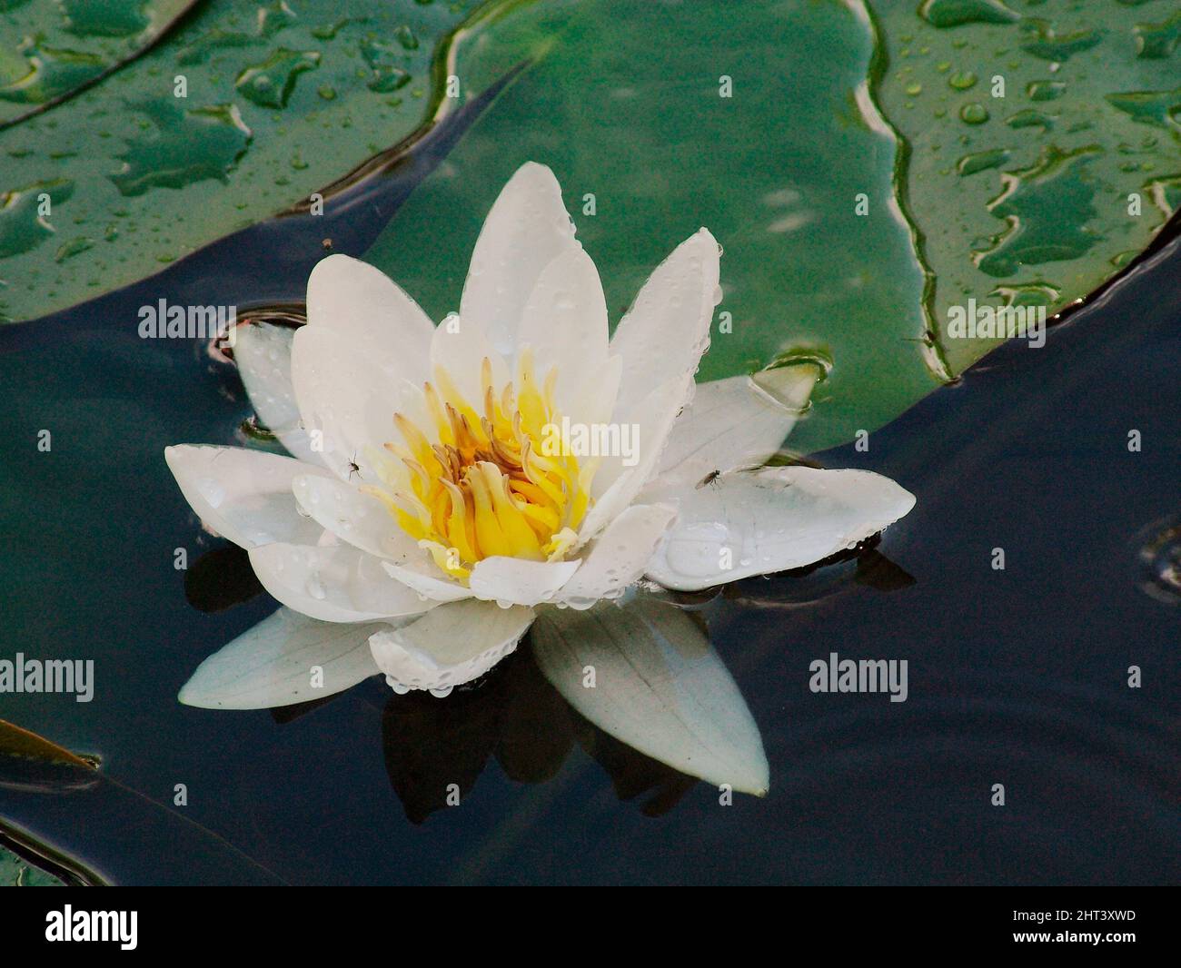 Water Lilly Noah White