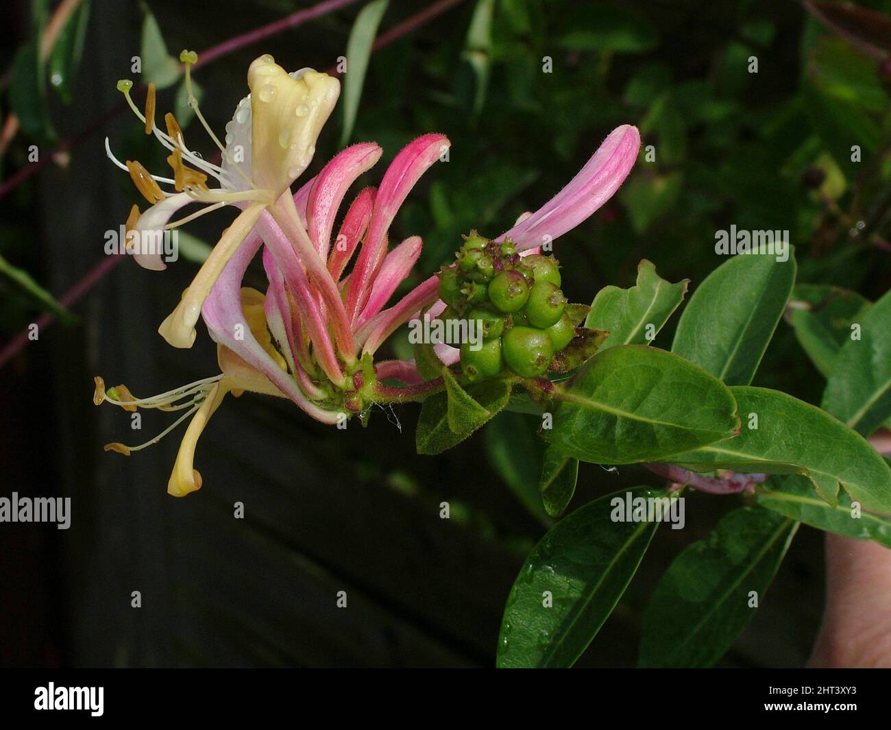 Kaprifoler hi-res stock photography and images - Alamy