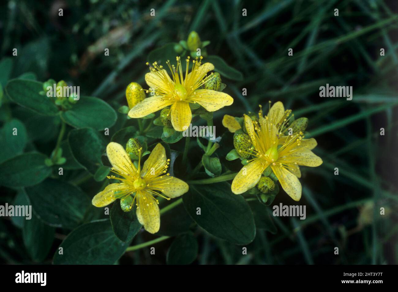 Johannesört hi-res stock photography and images - Alamy