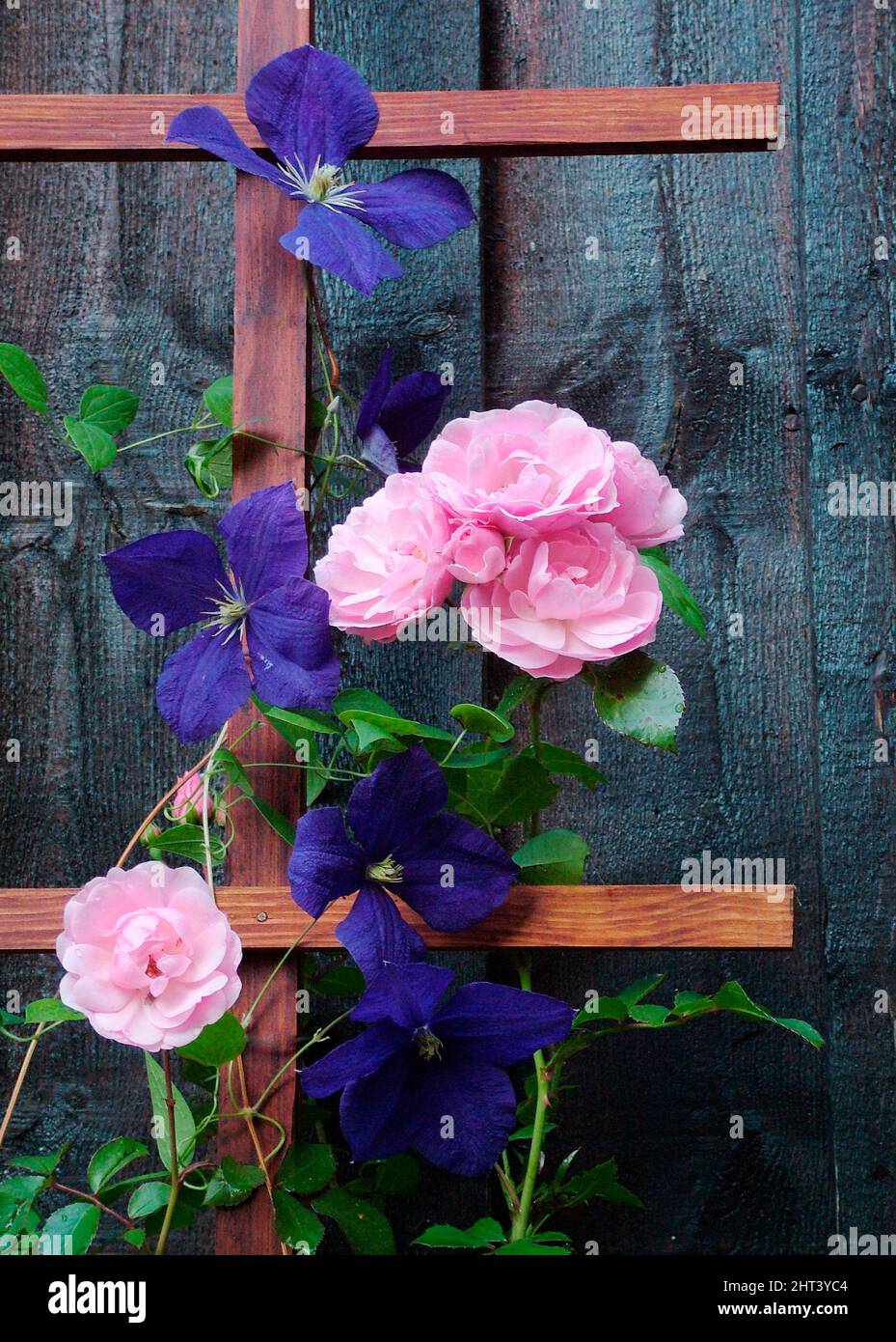 Clematis och rose 'Bonica' on trellis Stock Photo