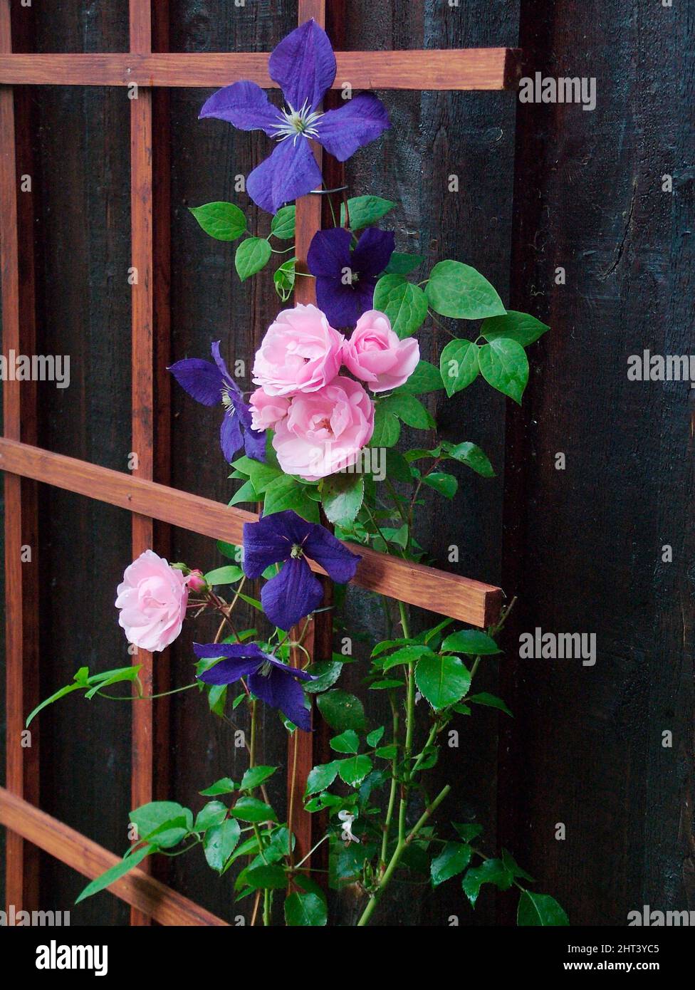 Clematis and rose 'Bonica' on trellis Stock Photo