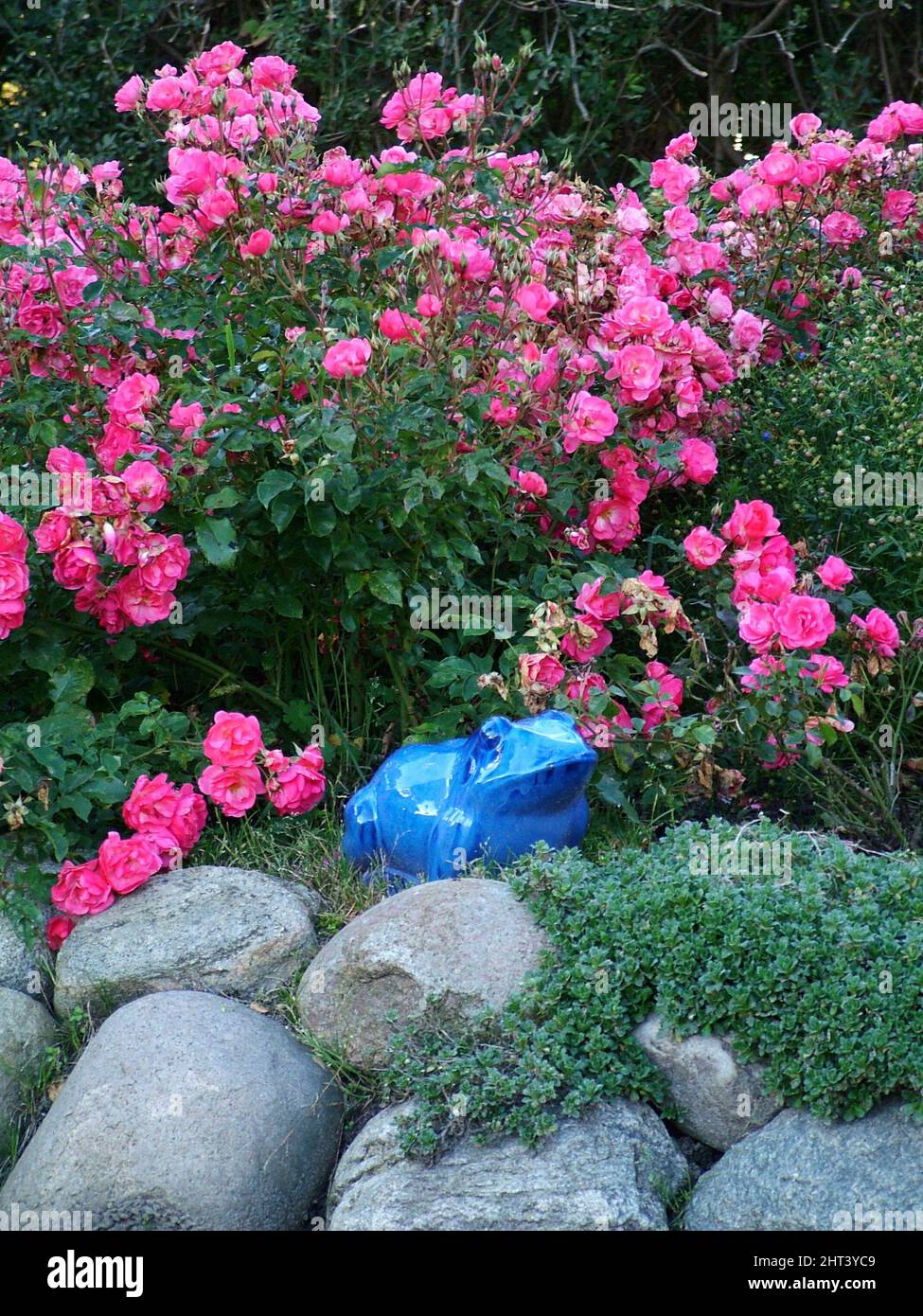 Pink rose 'Bonaparte' and 'Pink Emely' Stock Photo - Alamy