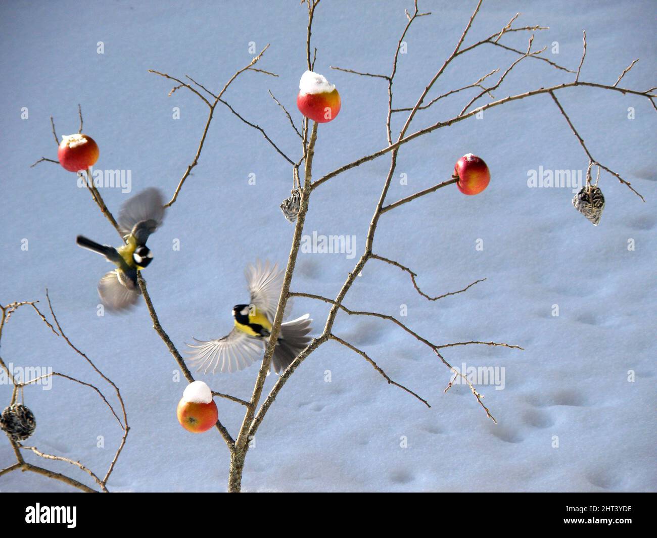 Birds at bird food Stock Photo Alamy