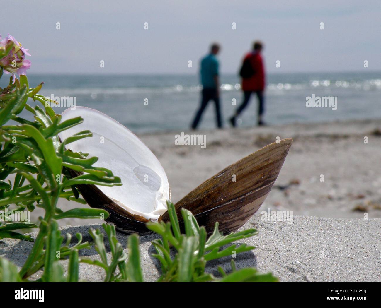 Open clam on sandy beach Stock Photo