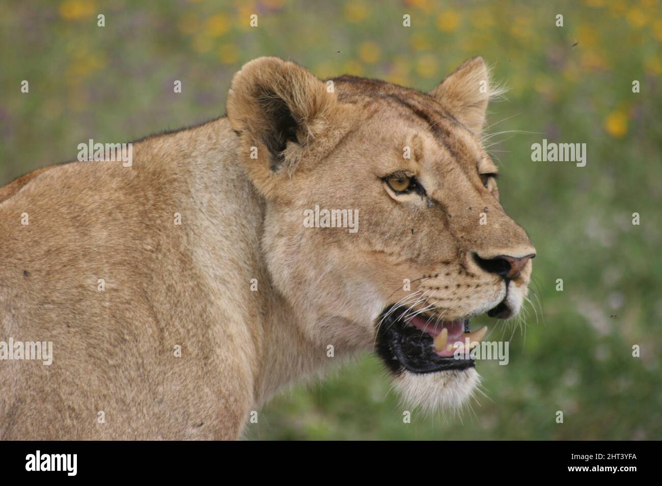 Closeup portrait of wild lion (Panthera leo) showing teeth in Ngorongoro Crater, Tanzania. Stock Photo