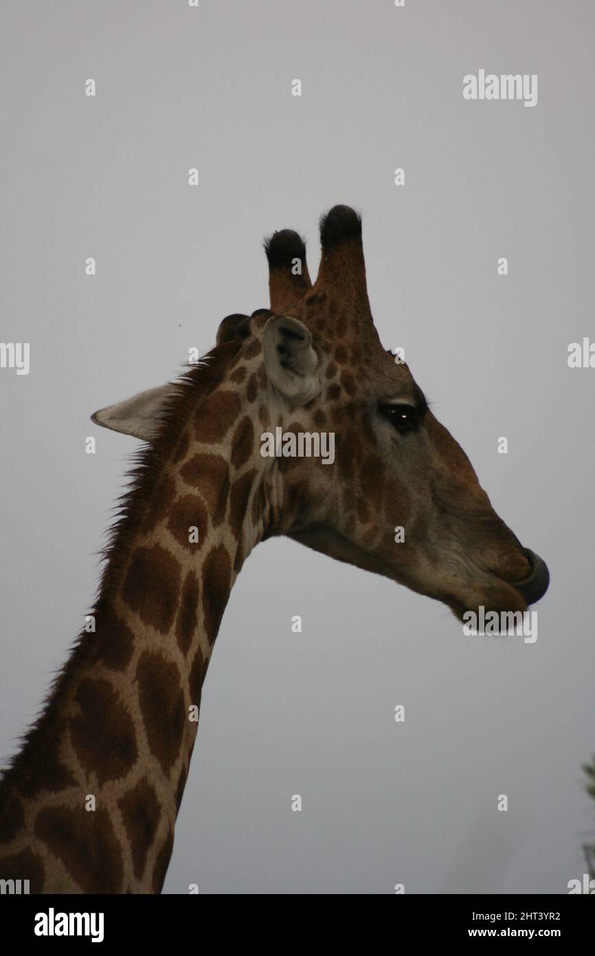 Closeup portrait of wild Angolan Giraffe (Giraffa camelopardalis angolensis) inside Etosha National Park, Namibia. Stock Photo