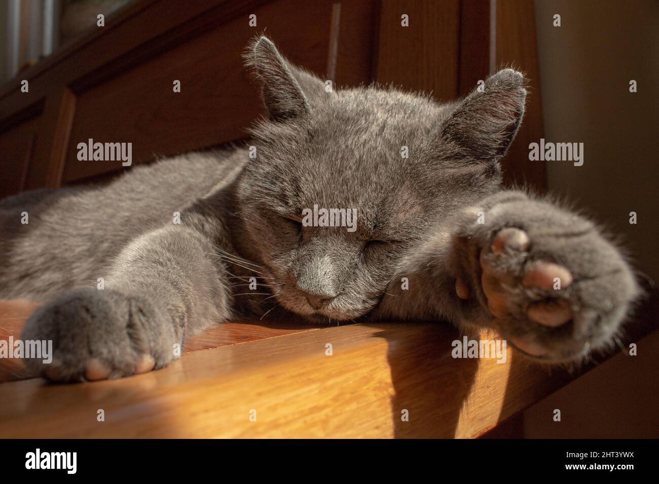 Nella foto ritroviamo un gatto di razza certosino che dorme steso su una panchina al sole in una tipica sua giornata Stock Photo