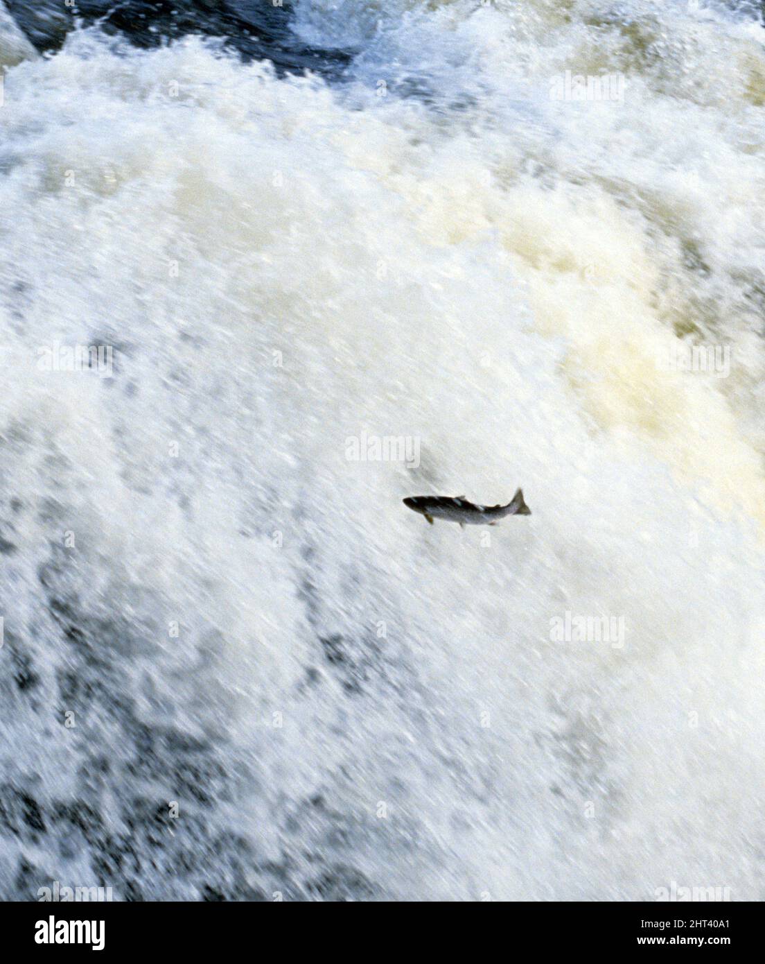 Jumping salmon behind waterfall Stock Photo Alamy