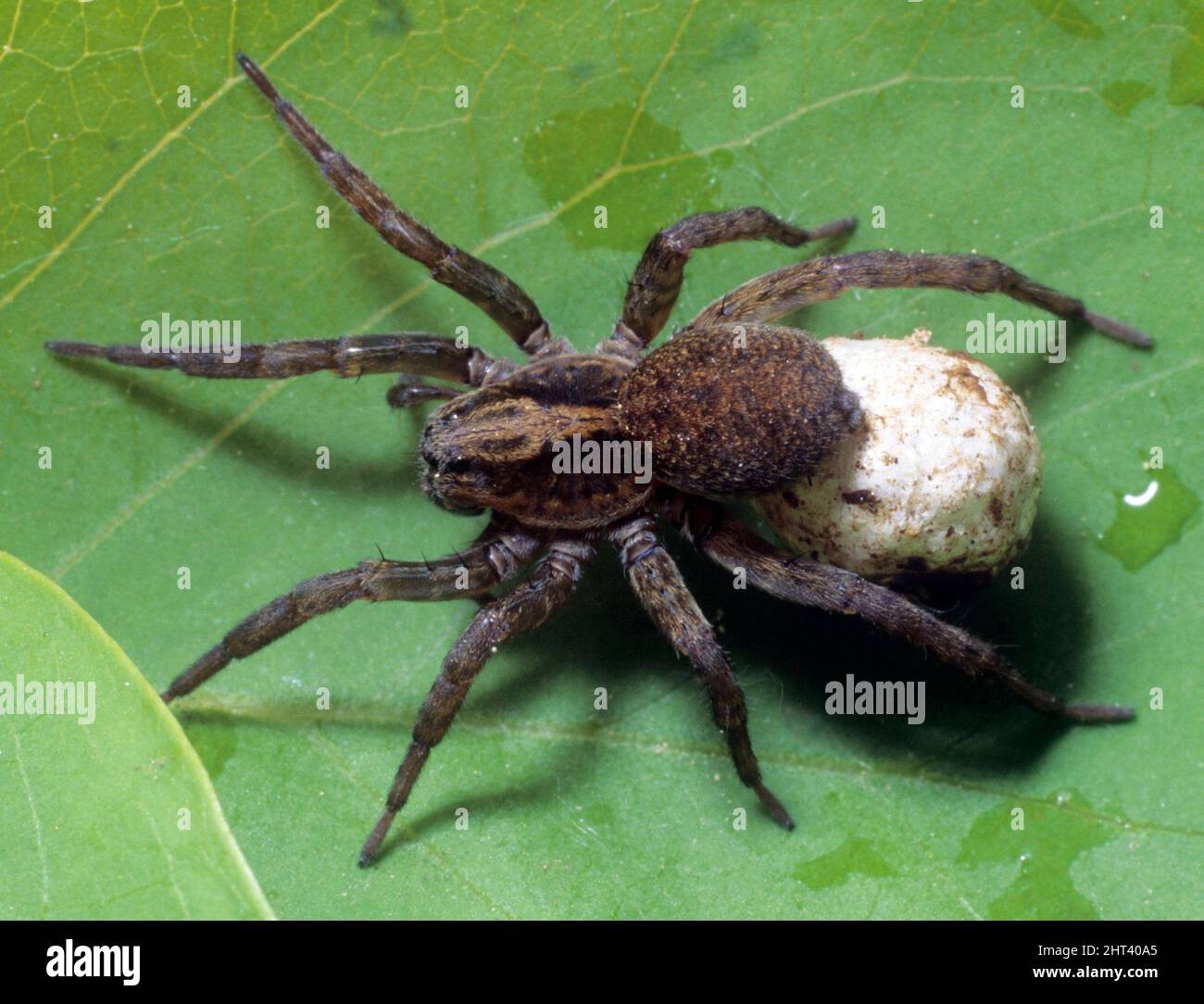 Brown Fishing Spider Egg Sack Stock Photo 24099076