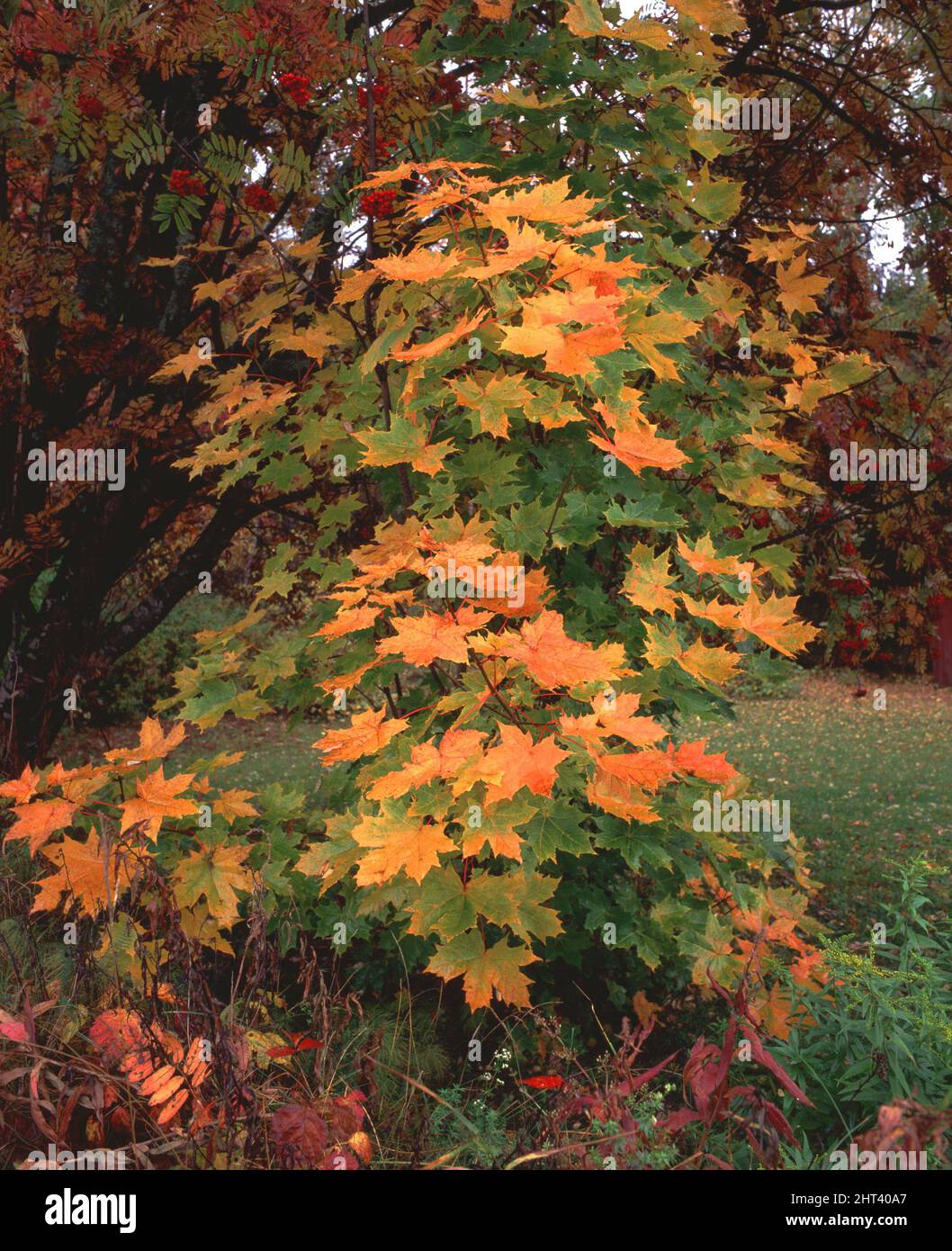 Maple color hi-res stock photography and images - Alamy