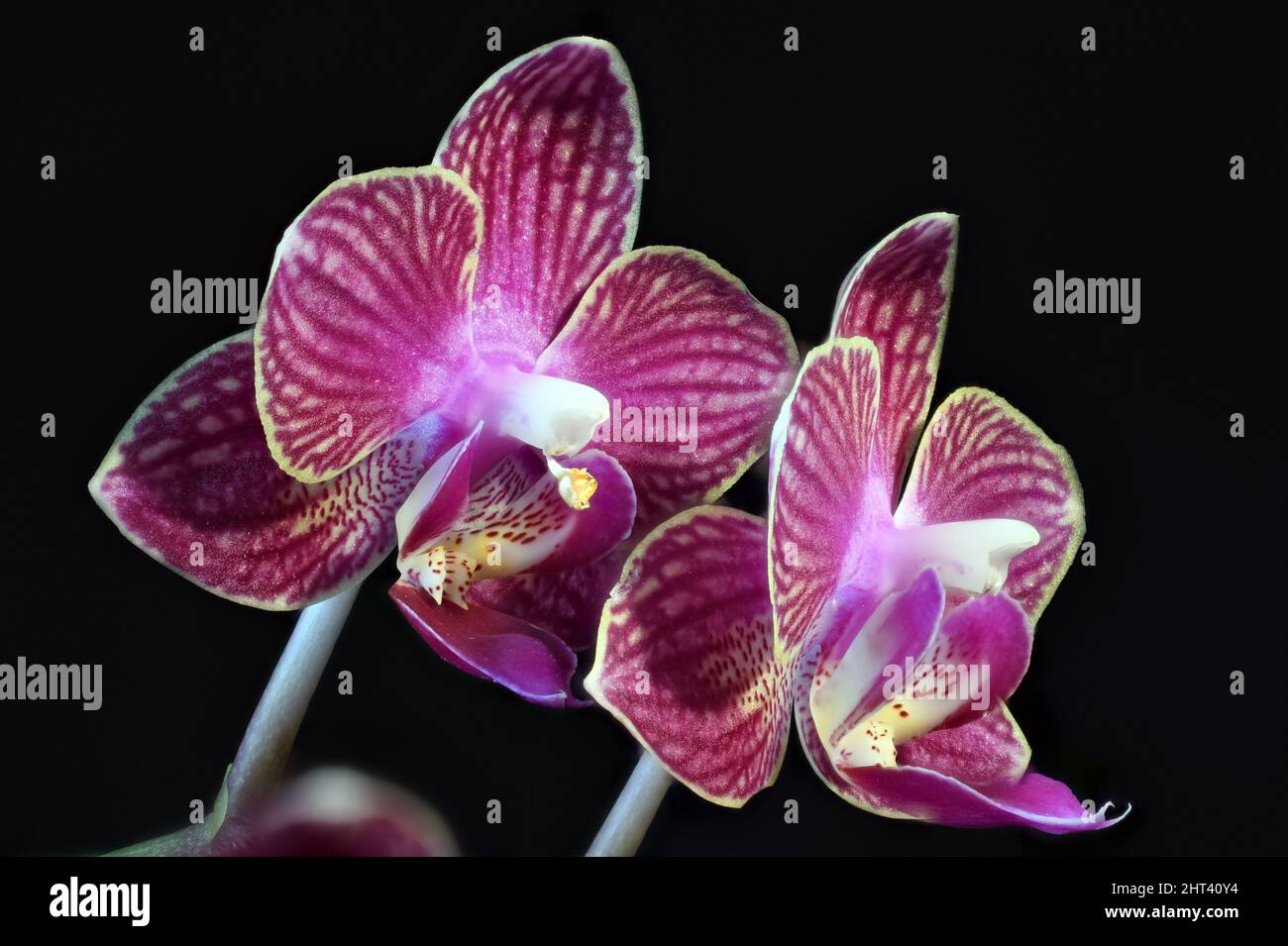 Miniature Variegated Pink Orchid on black background Stock Photo