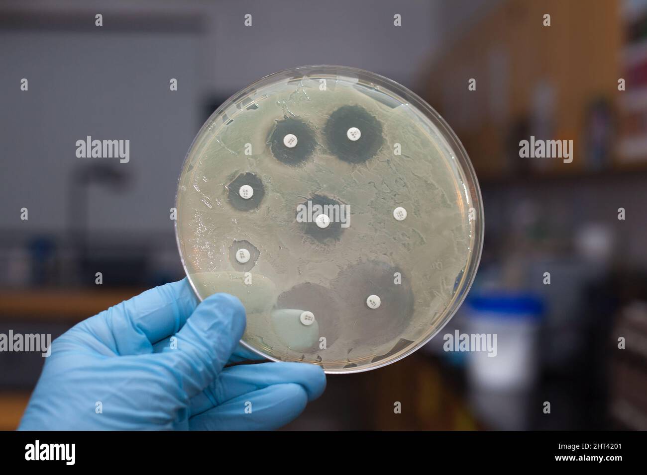 Lab Germs Test Image Testing drugs lab hi-res stock photography and images - Alamy