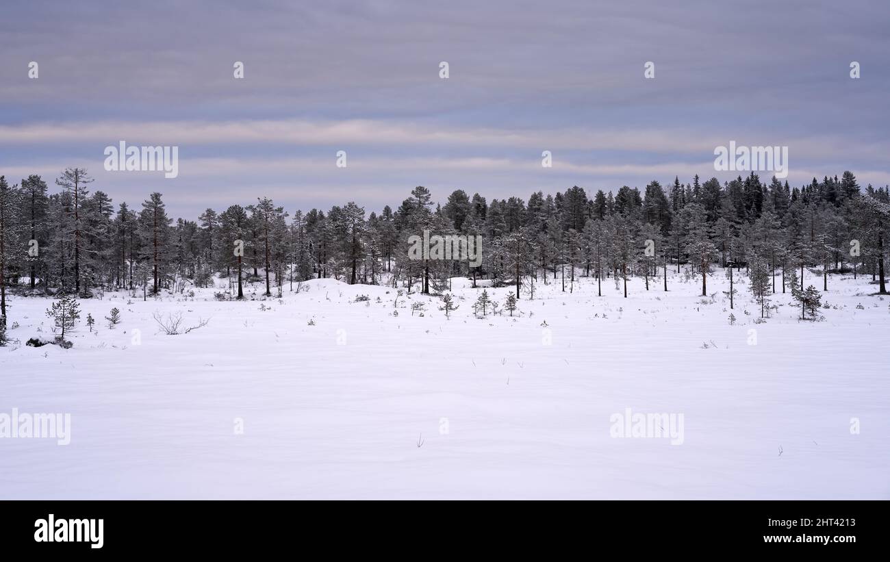 Beautiful snowy winter landscape view with pine trees under a cloudy ...