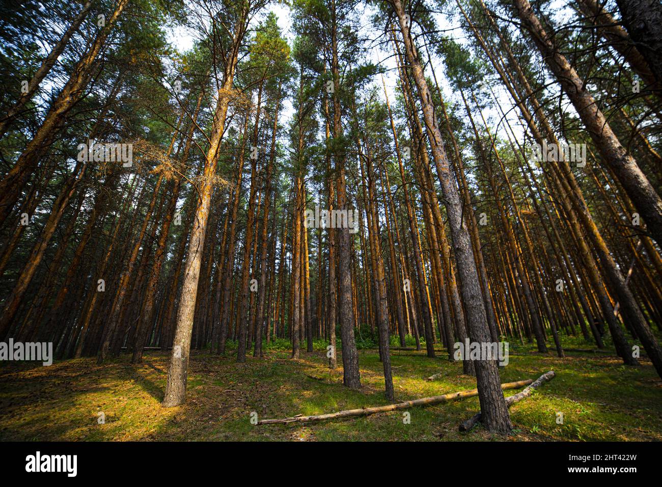 Low angle of trees in a forest Stock Photo - Alamy