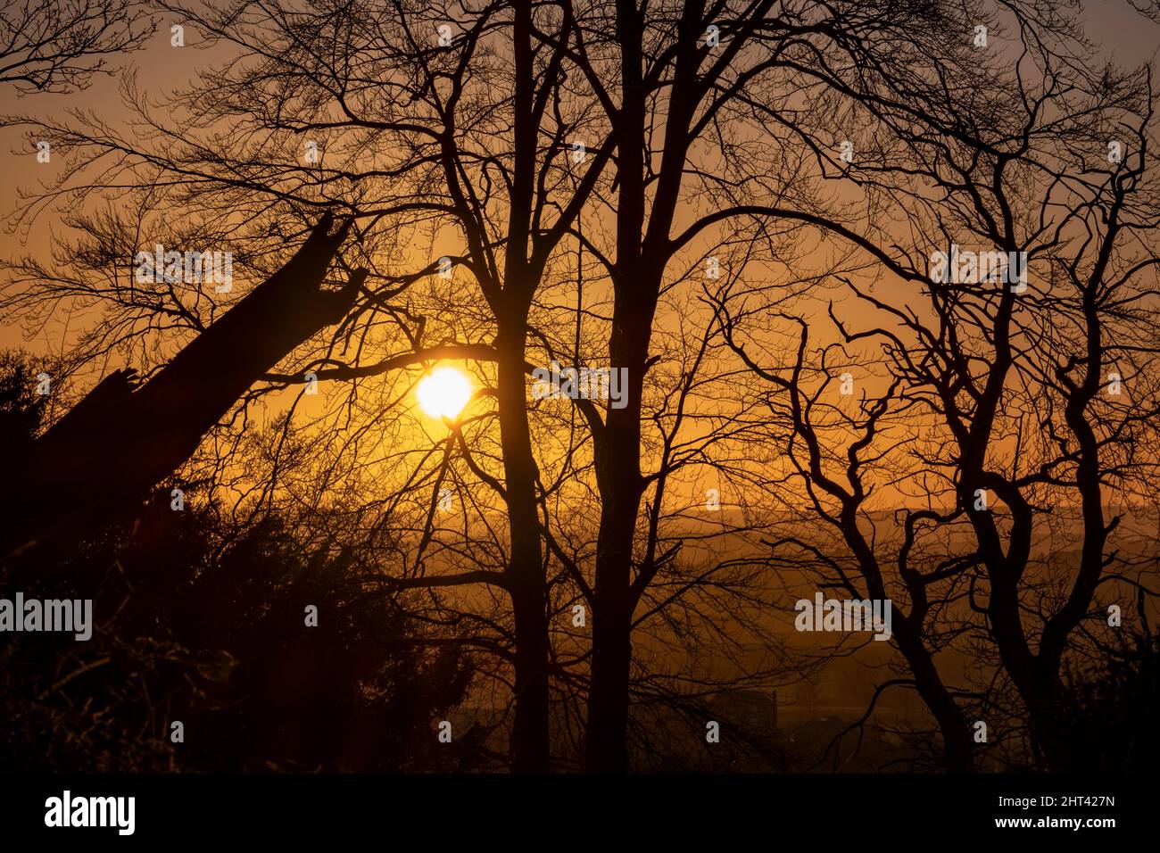 Winter sunset on a clear day seen through woodland in Worcestershire, England. Stock Photo
