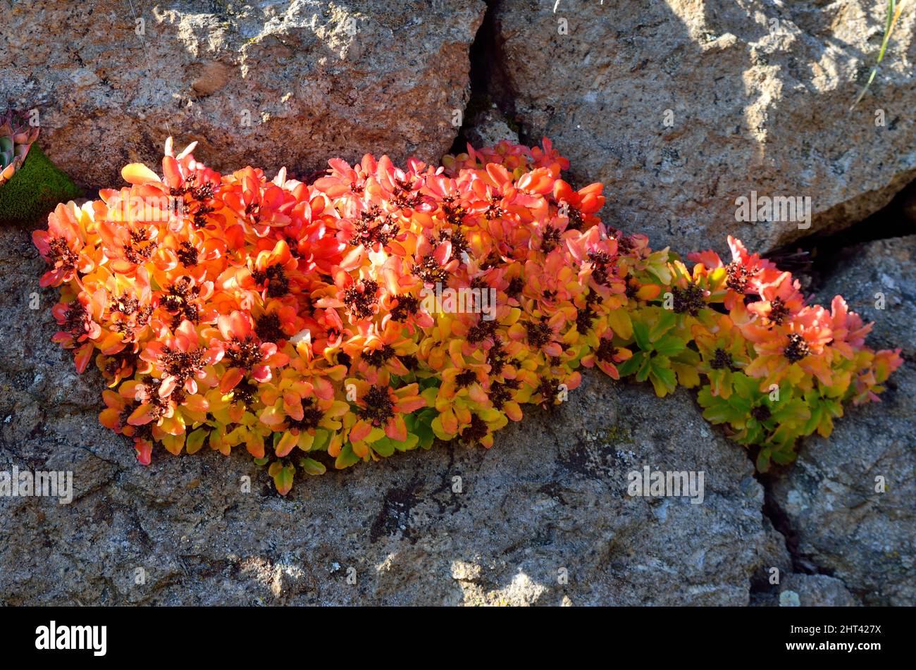 Unyielding nature hi-res stock photography and images - Alamy