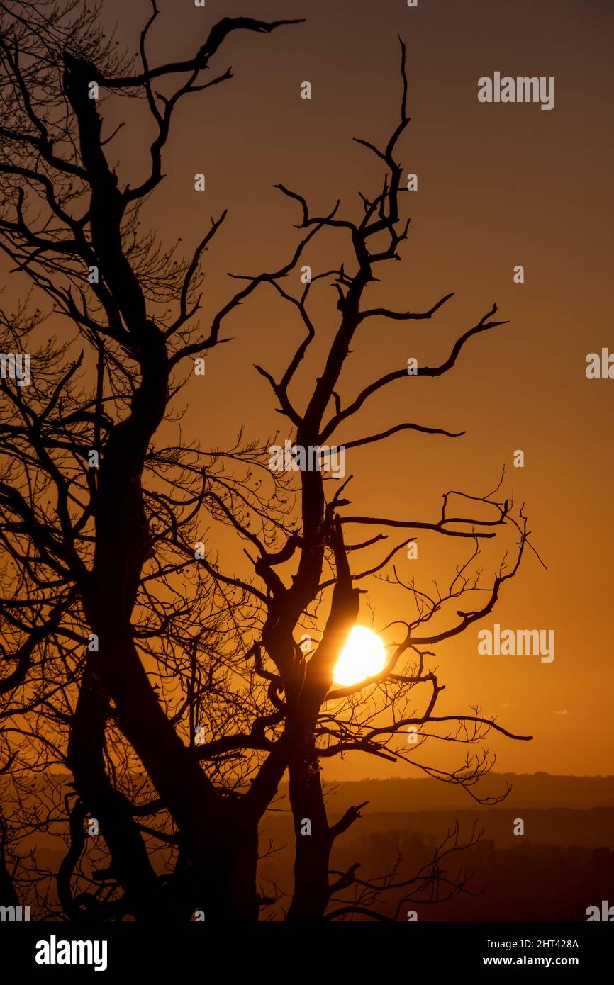 Winter sunset on a clear day seen through woodland in Worcestershire, England. Stock Photo