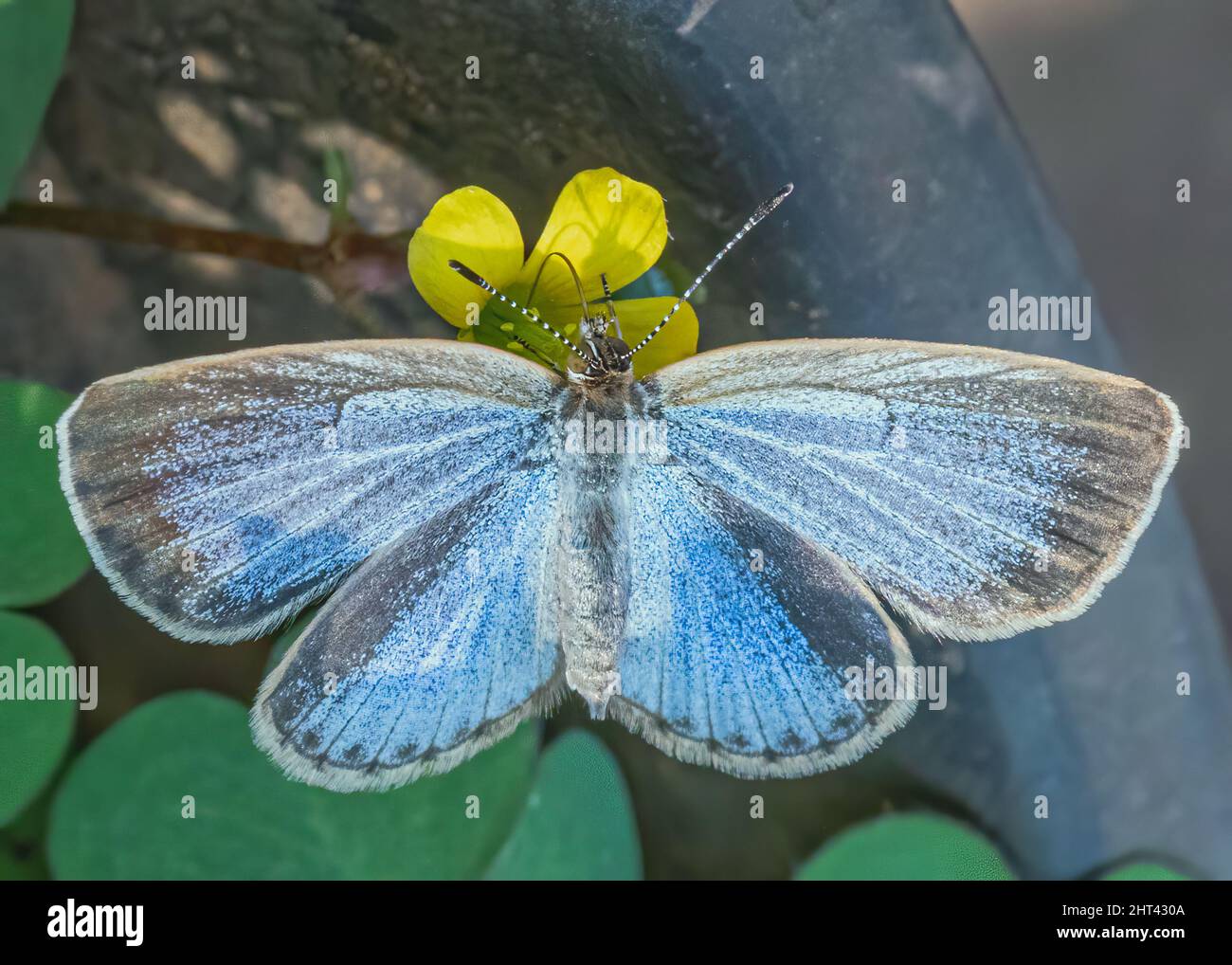 Blue Butterfly sitting on a flower Stock Photo - Alamy