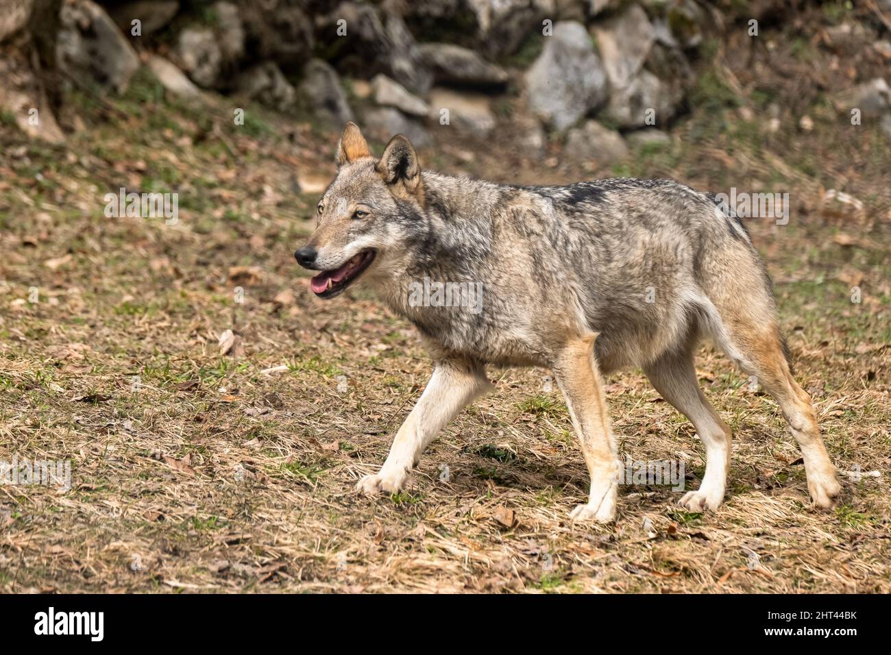 Italian wolf (canis lupus italicus) in wildlife center 'Uomini e Stock Photo