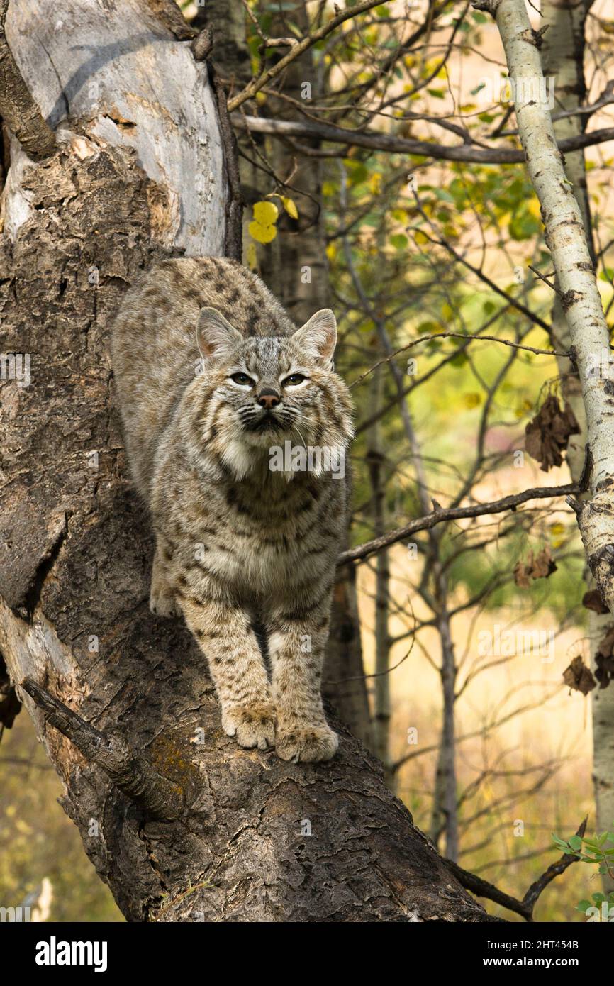 Bobcat (Lynx rufus), descending a tree. Animals of Montana, Montana, USA Stock Photo