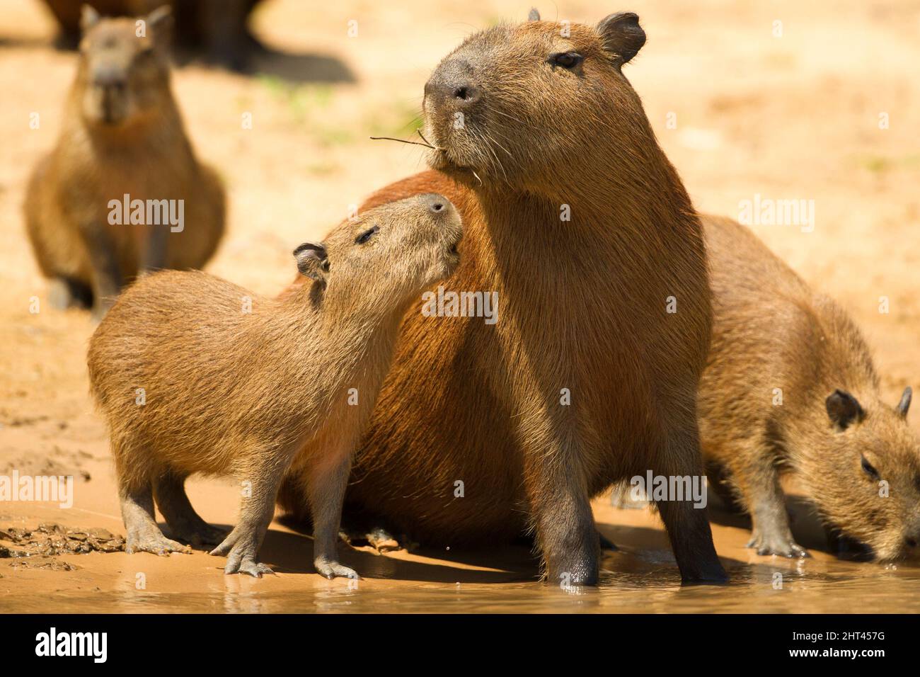 Capybaras (Hydrochoerus hydrochaeris), adult with young on riverbank. the world’s largest rodent. Pantanal, Brazil Stock Photo