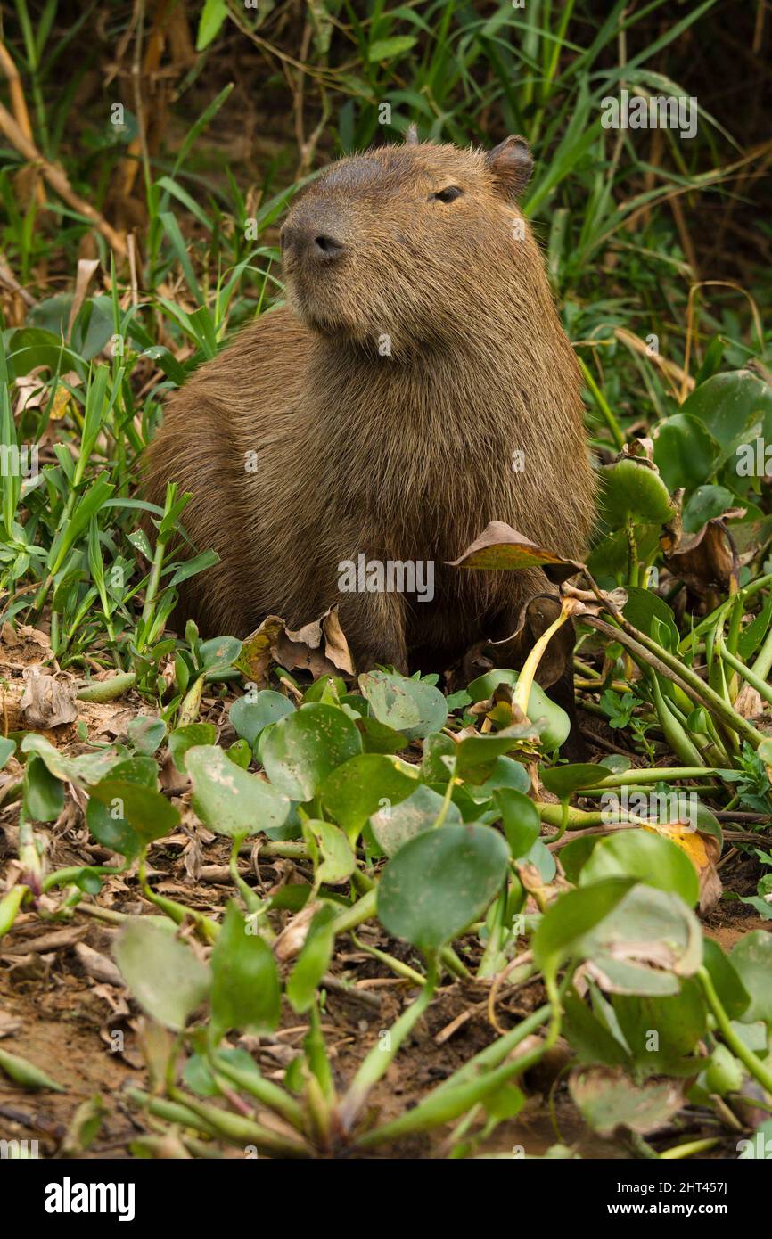 Capybara (Hydrochoerus hydrochaeris), the world’s largest rodent. Pantanal, Brazil Stock Photo