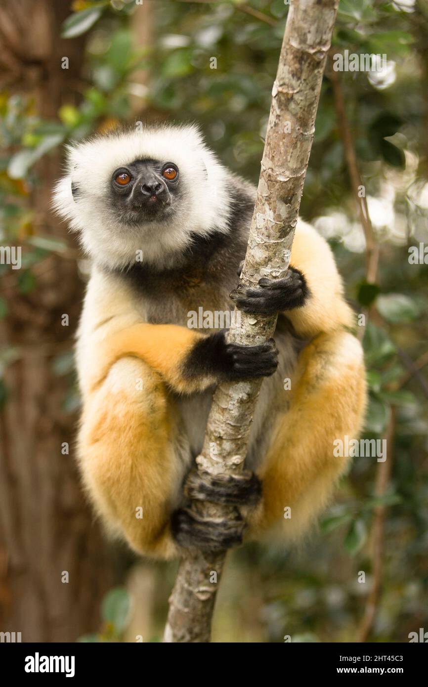 Diademed sifaka (Propithecus diadema), climbing a tree. Madagascar Stock Photo