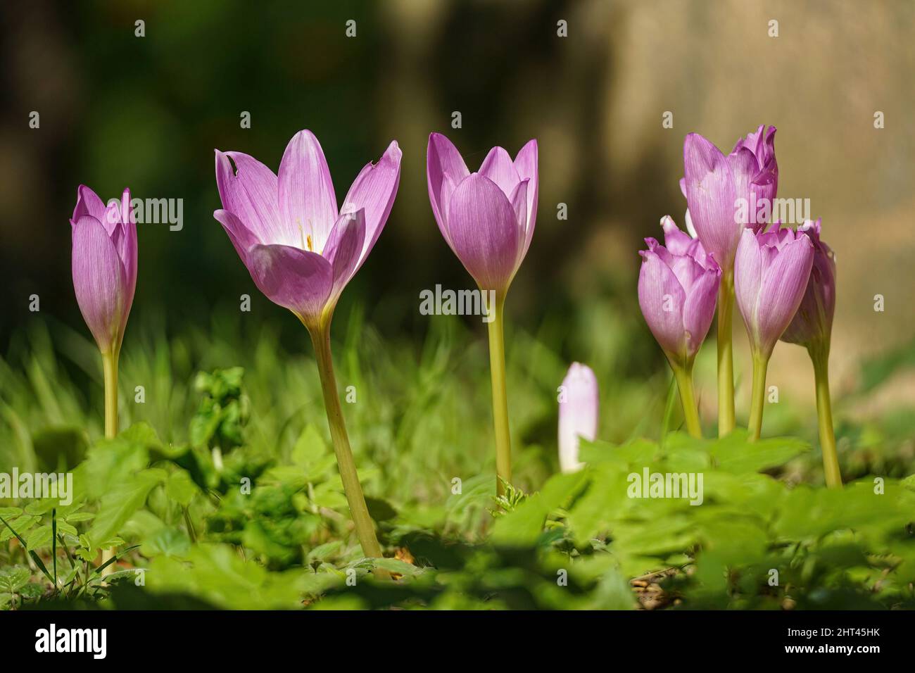 Blooms of autumn crocuses on a blurry background - Colchicaceae Stock Photo