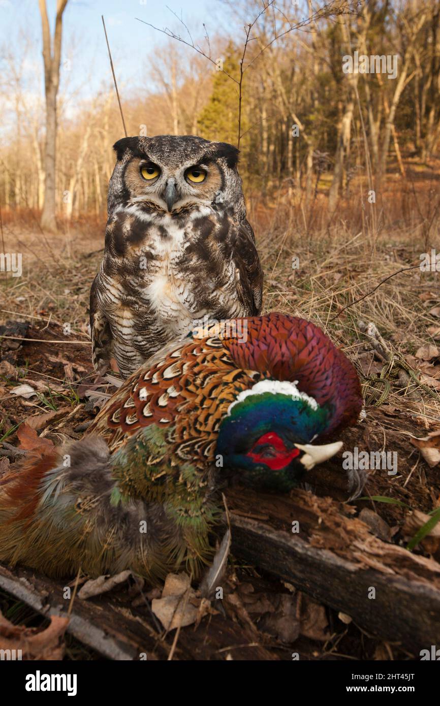 Great horned owl (Bubo virginianus), sitting on a Ring-necked pheasant (Phasianus colchicus), an occasional prey item. Pennsylvania, USA Stock Photo