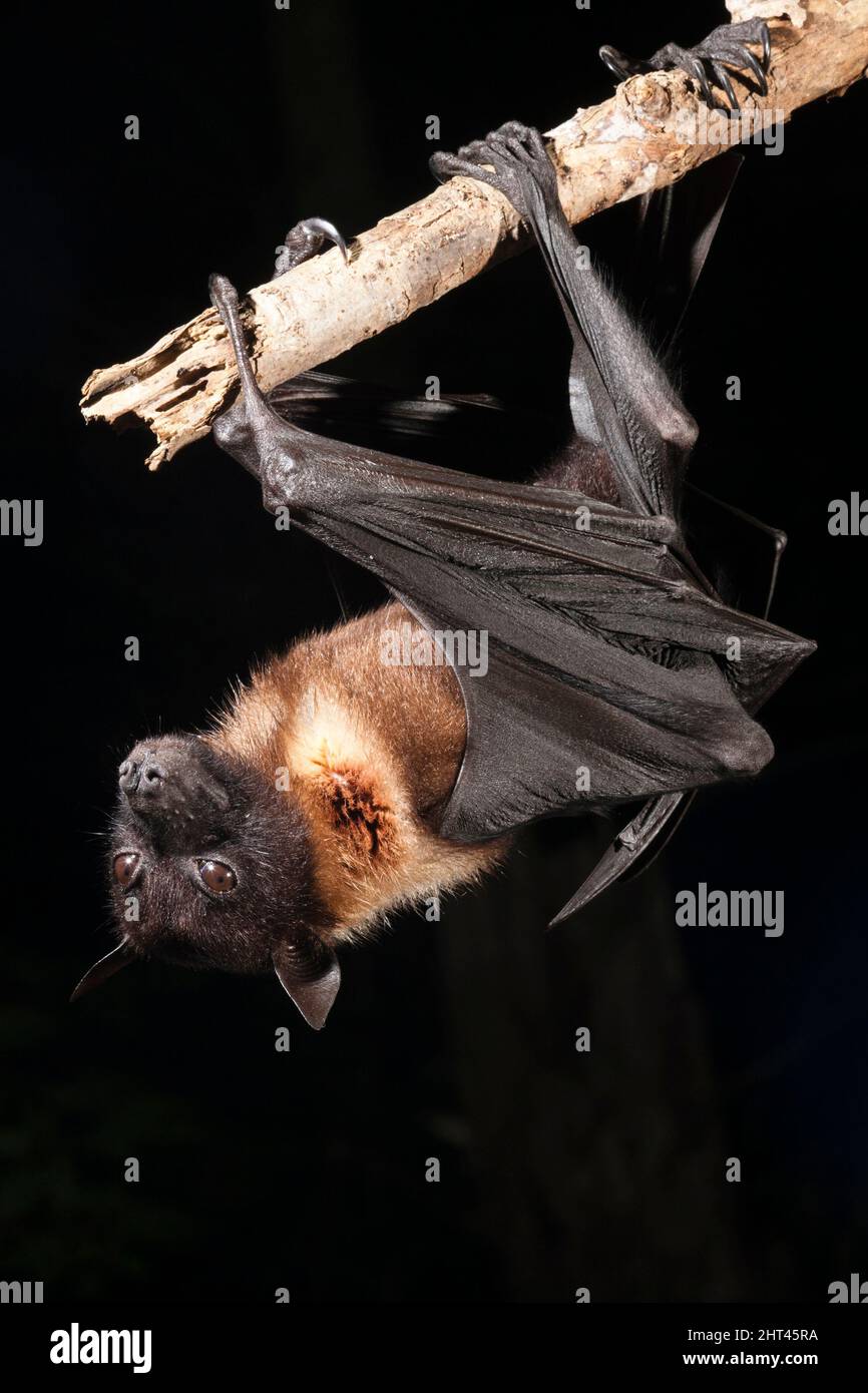 Indian flying fox (Pteropus giganteus), in typical roosting or grooming pose, hanging upside-down. Origin: India Stock Photo