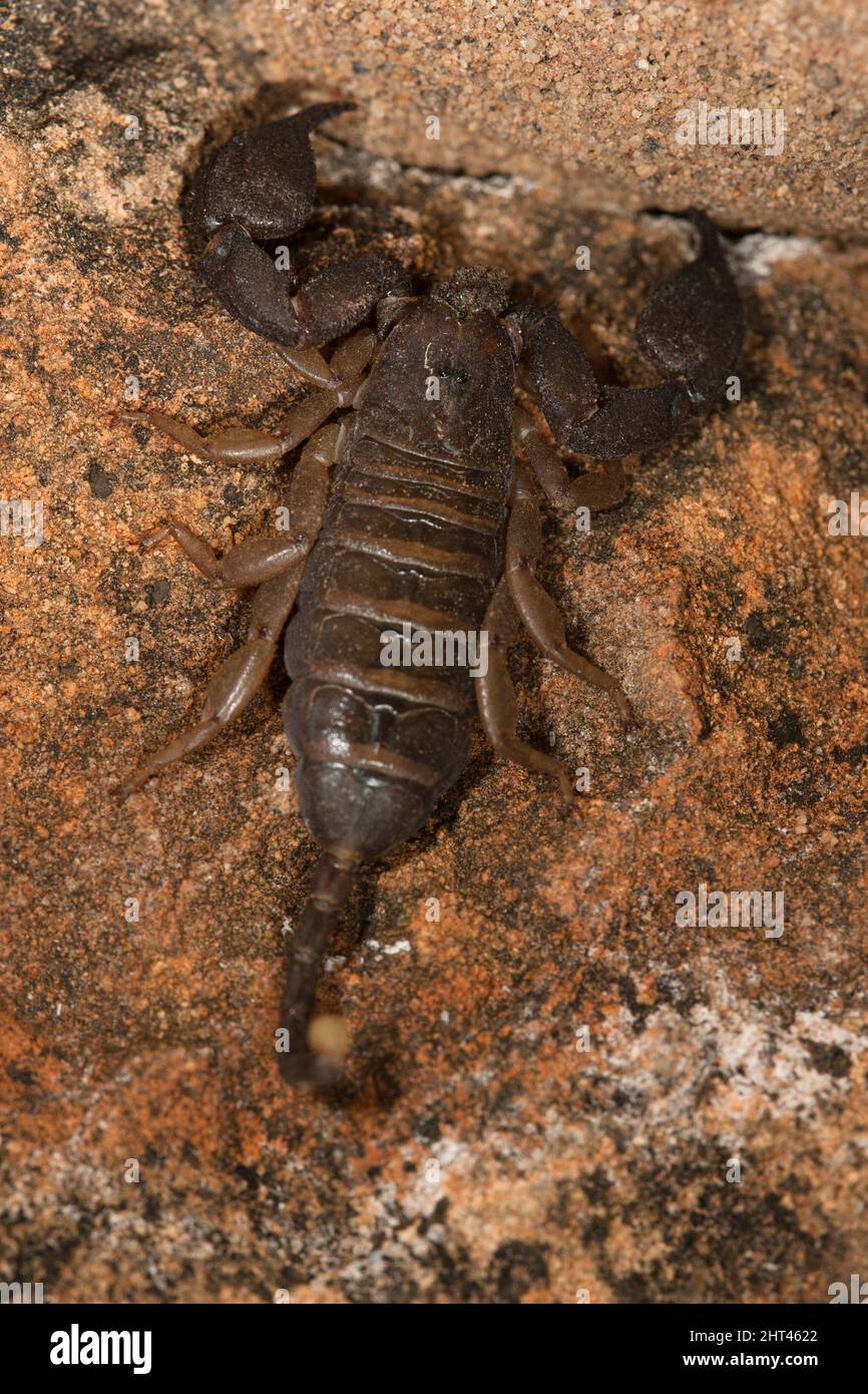 Flat-rock scorpion (Hadogenes troglodytes), the longest scorpion, reaching 20 cm in length. Its body is flattened so that it can squeeze into crevices Stock Photo