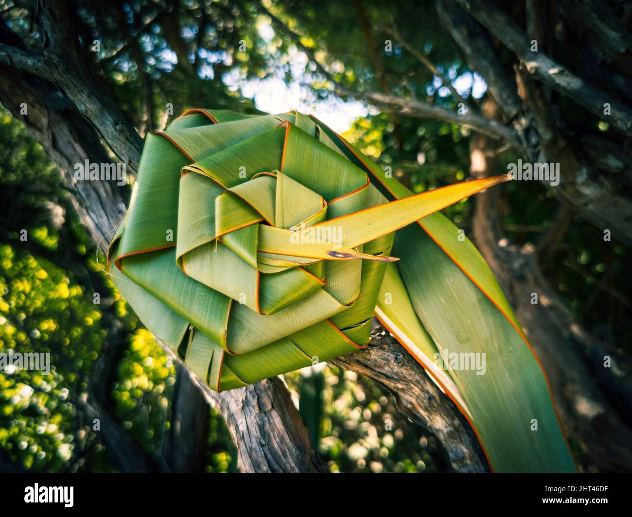 Weaving flax flower - traditional Maori pattern Stock Photo - Alamy
