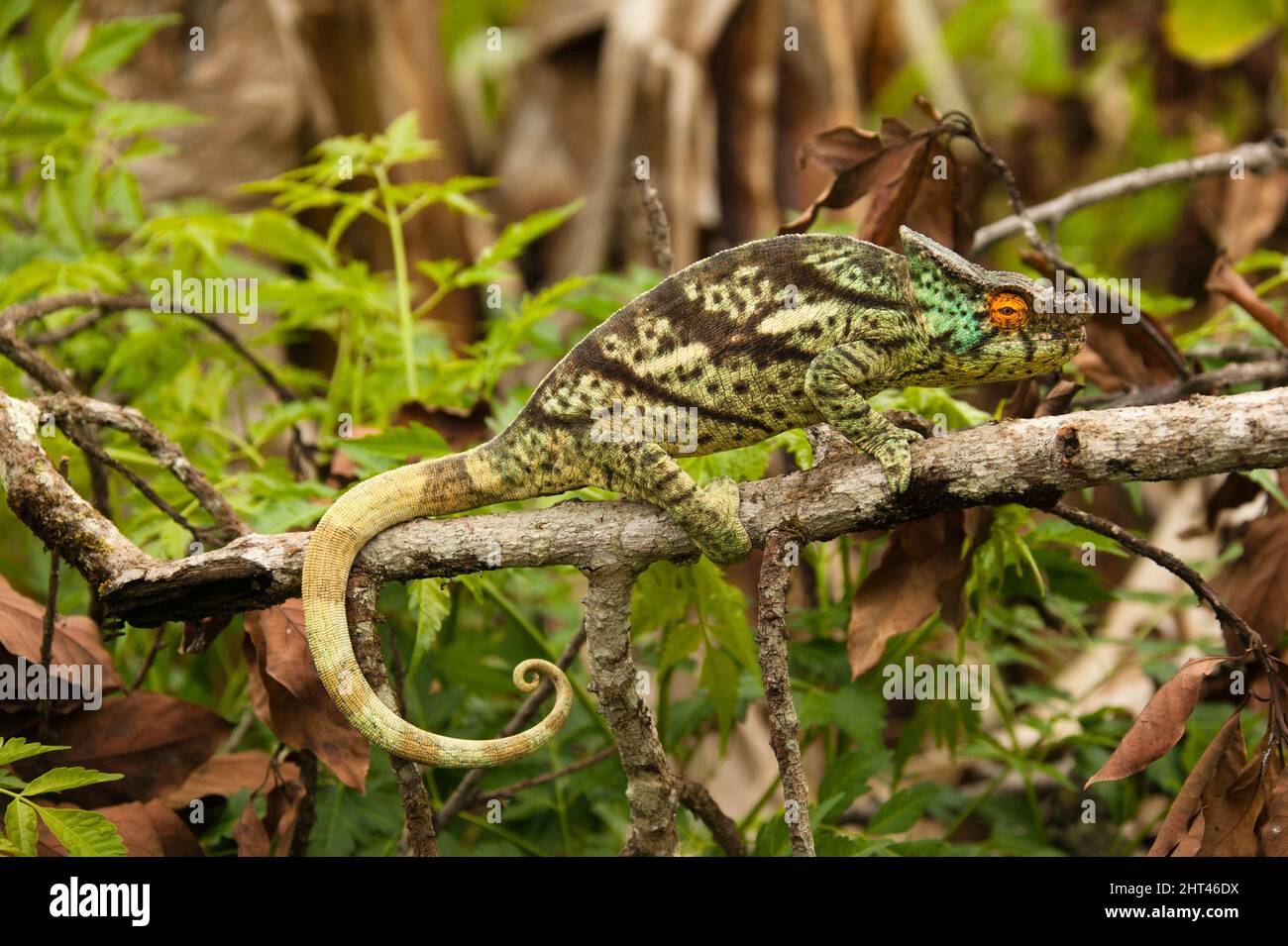 Parson’s chameleon (Calumma parsonii), on the branch of a tree. Madagascar Stock Photo