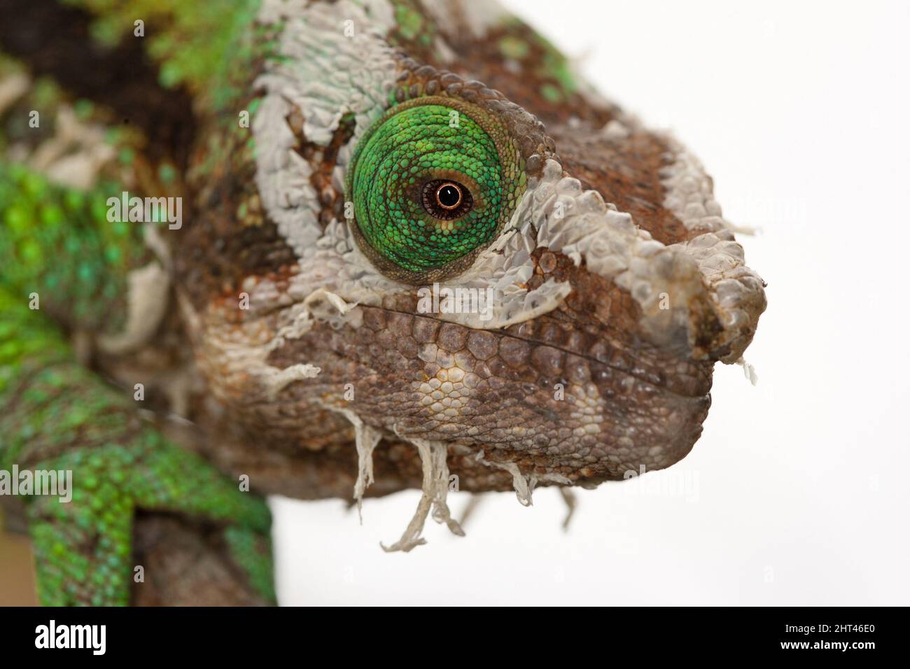 Parson’s chameleon (Calumma parsonii), head, close up. The chameleon is moulting. Madagascar Stock Photo