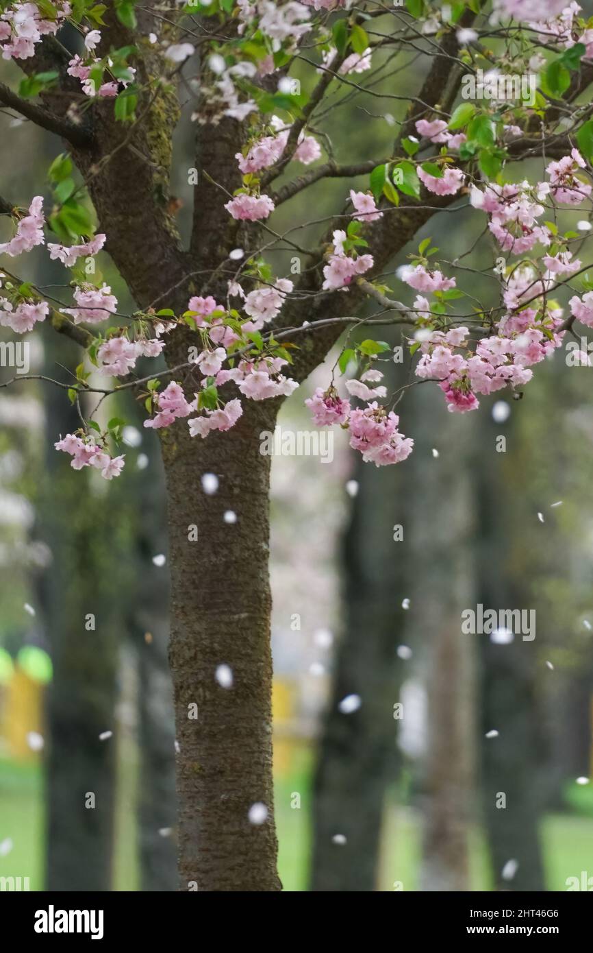 Falling petals of cherry blossoms in spring season - sakura Stock Photo ...