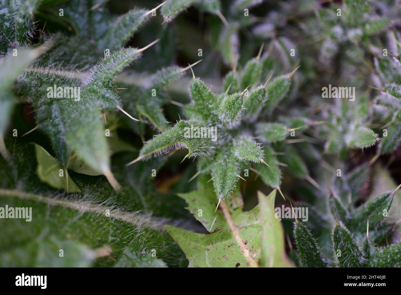 Vertical shot of Gundelia leaves, a high thistle-like perennial herbaceous plant with latex Stock Photo