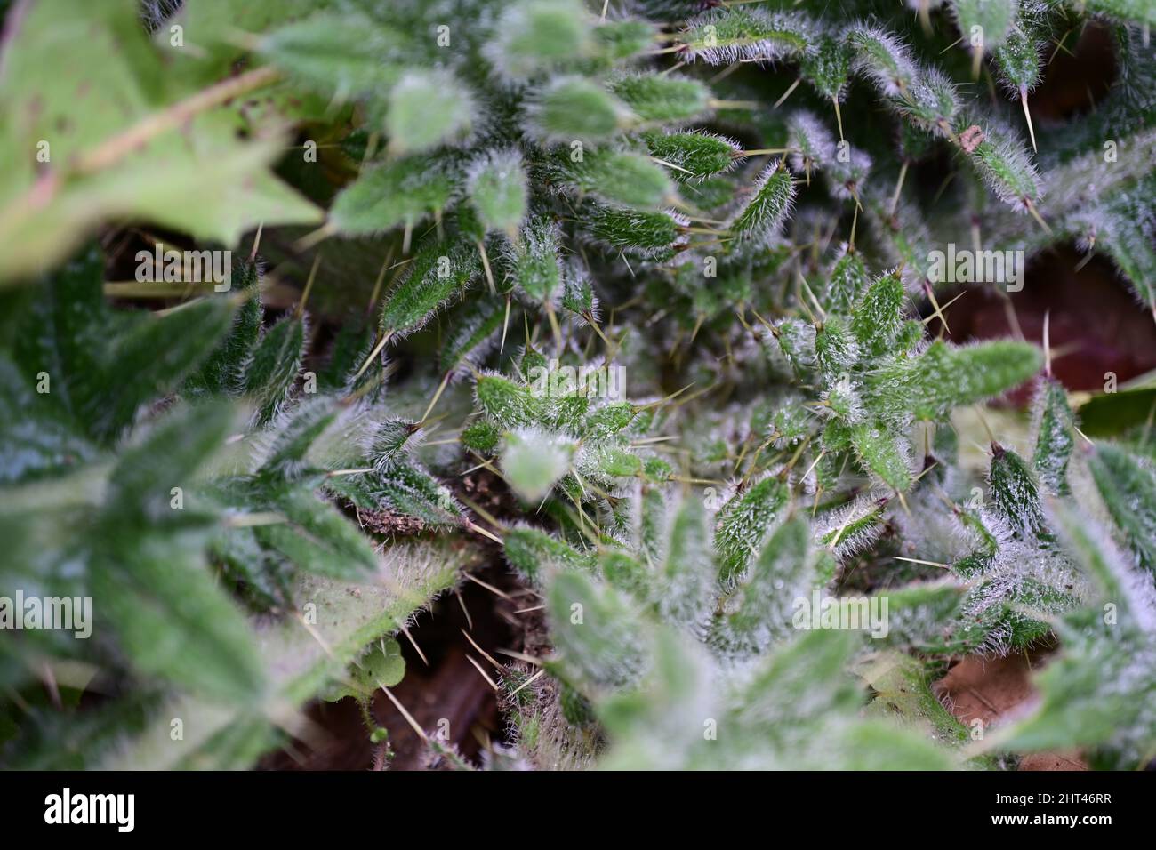 Closeup shot of Gundelia leaves, a high thistle-like perennial herbaceous plant with latex Stock Photo