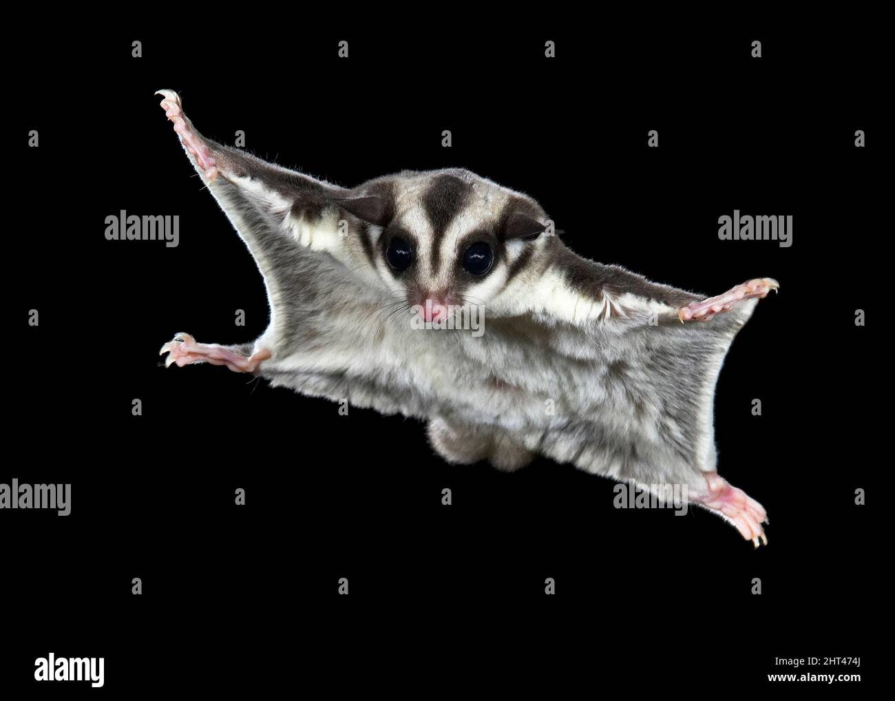 Sugar glider (Petaurus breviceps), in mid-air. Can glide as far as 150 m. Origin: Eastern Australia Stock Photo - Alamy Sugar glider (Petaurus breviceps), in mid-air. Can glide as far as 150 m. Origin: Eastern Australia Stock Photo - Alamy