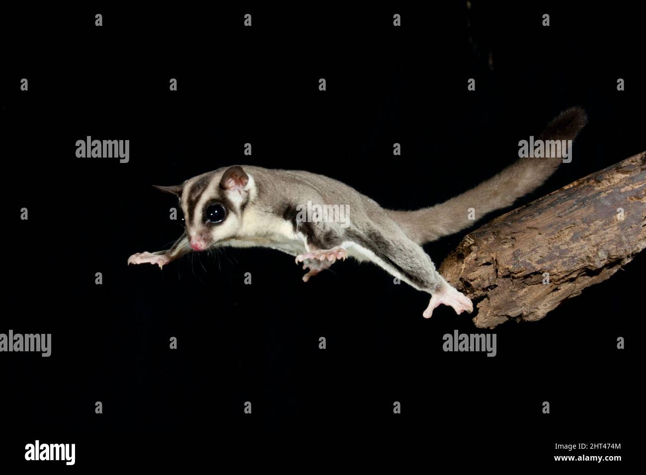 Sugar glider (Petaurus breviceps), at the start of a glide. Can glide
