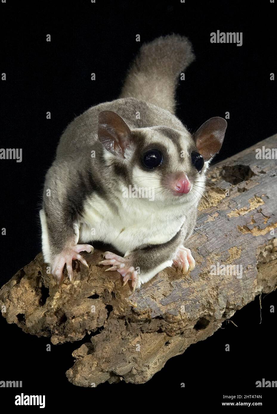 Sugar glider (Petaurus breviceps), on a branch at night. Origin