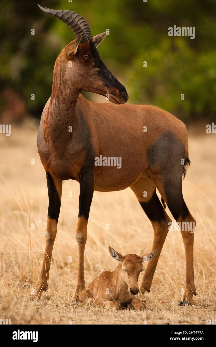 Damalisk hi-res stock photography and images - Alamy