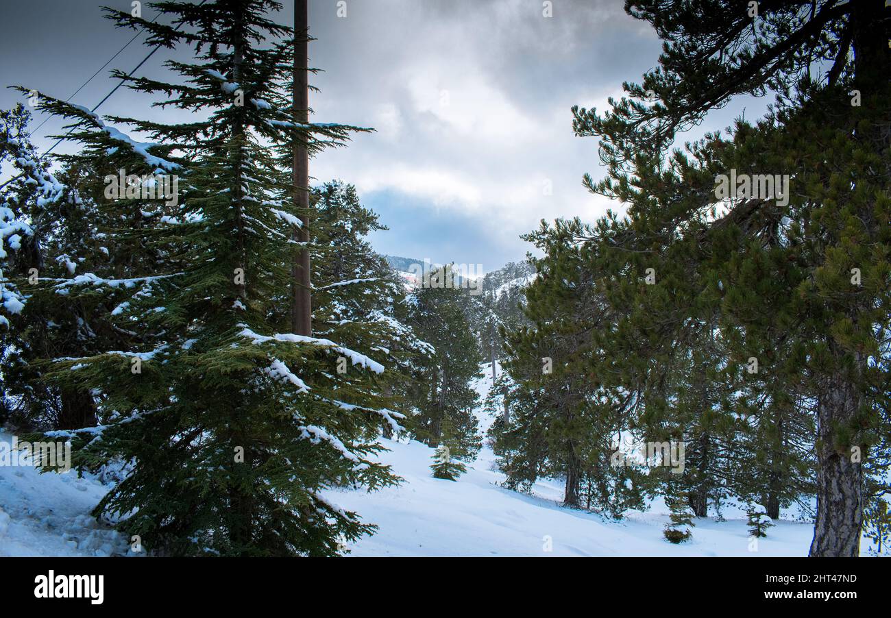 Photo of pine trees and snow in a forest Stock Photo - Alamy