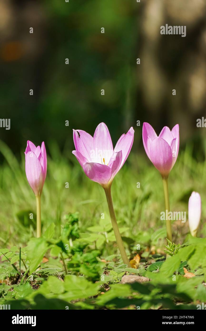 Blooms of autumn crocuses on a blurry background - Colchicaceae Stock Photo