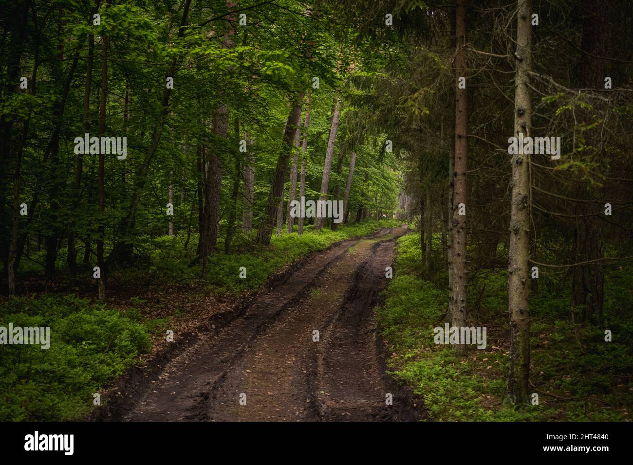 Beautiful shot of road in the forest in Poland Sztutowo Stock Photo