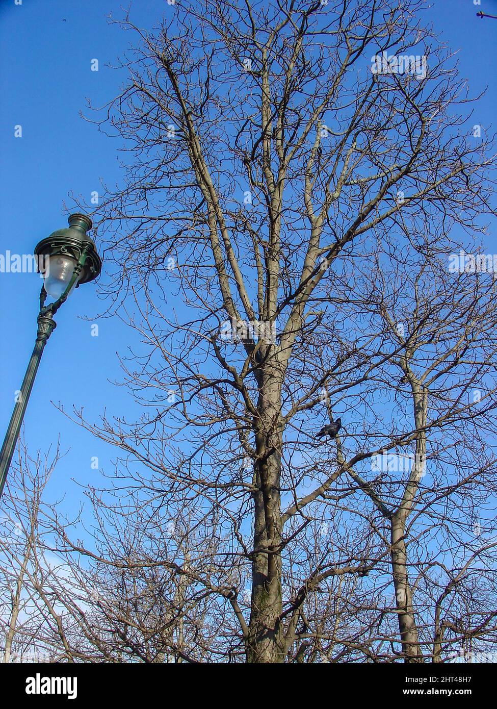 Walking in paris city parks, city crows. Stock Photo
