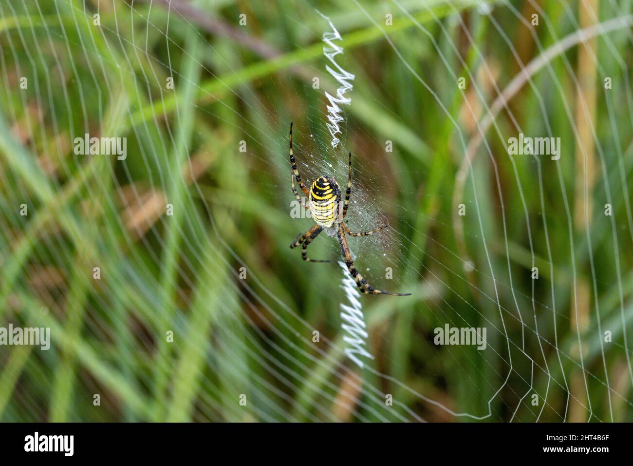 Macro shot of a Wasp spider in its web with a blurry background of the ...