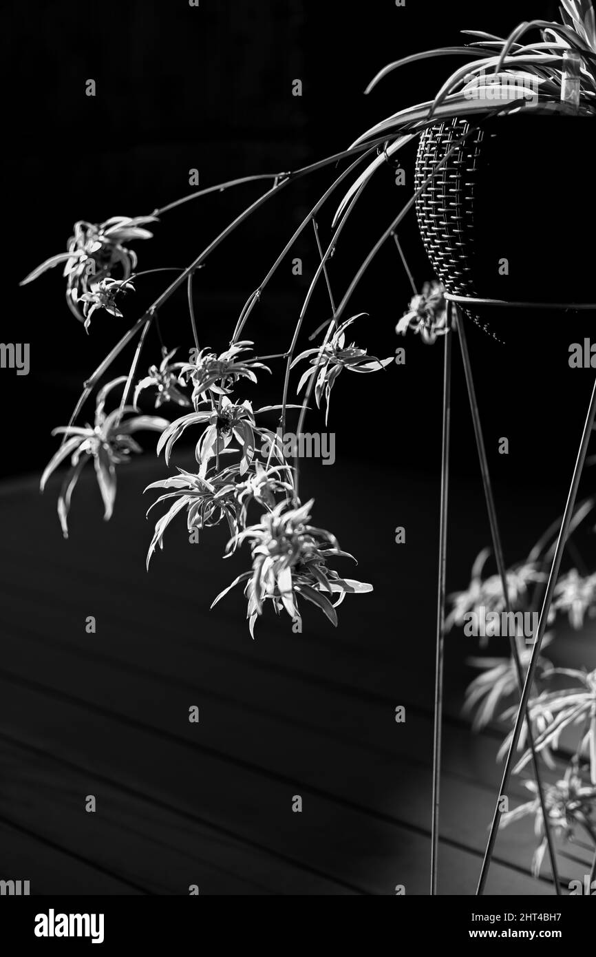 Tropical flora detail Black and White Stock Photos & Images - Alamy